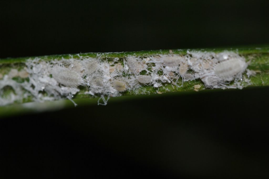 Cocciniglie su Cycas: Pseudococcidae